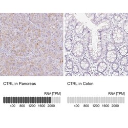 Chymotrypsin-like protease Antibody, Novus Biologicals:Antibodies:Primary